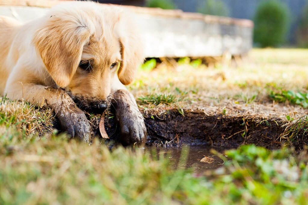 puppy, muddy puppy, puppy playing-5413165.jpg